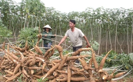 Phát triển chuỗi giá trị cây sắn theo hướng bền vững