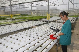 Kết nối cung cầu tạo đà cho nông sản Thanh Hóa vươn xa (Bài 1): Phát triển sản phẩm nông nghiệp chủ lực ứng dụng công nghệ cao, quy mô lớn