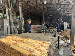 Lương Sơn trồng rừng gắn với chế biến