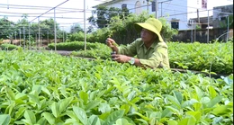 Bảo tồn, phát triển giống cây trồng nguồn gốc bản địa