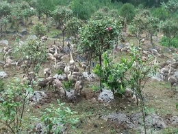 Những “công nhân