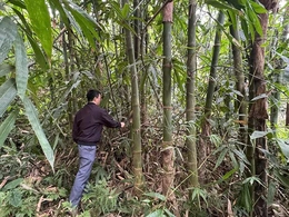 Trồng rừng gắn với chế biến - hướng thoát nghèo cho người dân Hồi Xuân