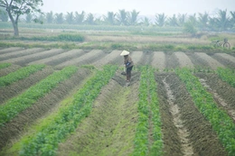 Phát triển diện tích liên kết trồng khoai tây vụ đông xuân