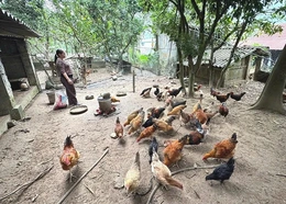 Đột phá tư duy trong giảm nghèo&nbsp;ở Hồi Xuân