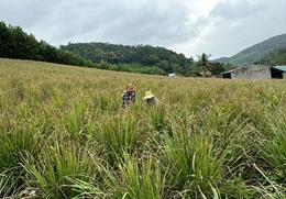 Thành Vinh đưa nghị quyết đại hội đảng bộ&nbsp;vào cuộc sống