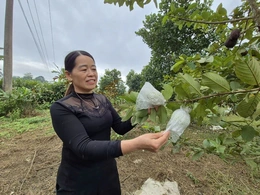 Nguồn sinh kế “kép”&nbsp;giúp phụ nữ miền núi đổi đời