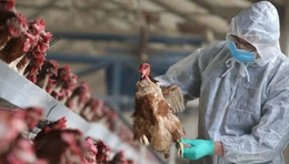 Năm 2026,&nbsp;bảo đảm 100% gia súc, gia cầm thuộc diện tiêm được tiêm phòng