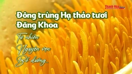 [REVIEW OCOP] Đông trùng hạ thảo tươi Đăng Khoa - Tự nhiên, Nguyên vẹn, Bổ dưỡng