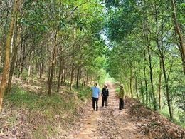 Tạo đột phá từ các mô hình trồng rừng chu kỳ dài