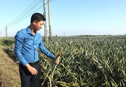 Trăn trở ở cánh đồng dứa