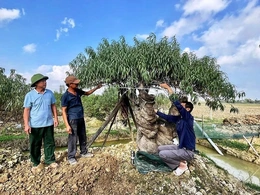 Thọ Phú biến nghị quyết thành hành động