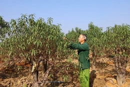 Hợp Tiến tất bật vào xuân