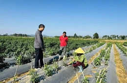 Tây Đô hình thành&nbsp;vùng sản xuất tập trung