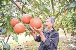 Chủ động nguồn cung nông sản cho cao điểm cuối năm