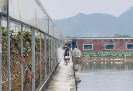 Nga An phát triển chăn nuôi bền vững gắn với bảo vệ môi trường