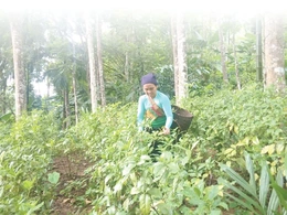 Phát triển vùng sản xuất lâm nghiệp&nbsp;theo hướng hữu cơ