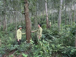 Phát triển rừng bền vững, hiệu quả