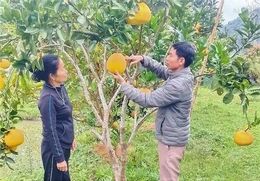 Bí thư chi bộ dân tộc Mường&nbsp;trách nhiệm với công việc