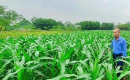 Ngô lai QT55 - “trái ngọt”&nbsp;từ ứng dụng khoa học công nghệ