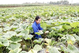 Trồng bí giống lấy hạt - hướng làm giàu&nbsp;của nhiều nông dân xã Yên Ninh