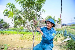 Đào chết sau mưa bão, người dân Quảng Chính lo sinh kế vụ Tết
