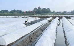 Chủ động các biện pháp phòng chống rét cho cây trồng