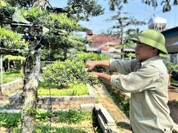 Nghệ nhân cây cảnh đất Hợp Tiến