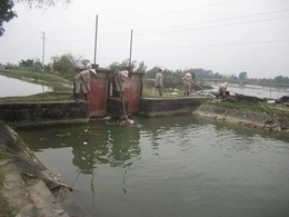 Công ty TNHH MTV Sông Chu: Thi đua lao động sáng tạo cho những cánh đồng bội thu