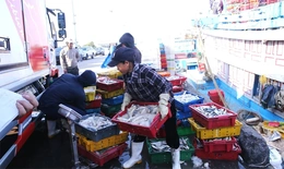 Siết chặt quản lý hoạt động thu mua thủy sản khai thác