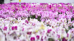 Vườn lan hồ điệp công nghệ cao hơn 3 vạn cây vào vụ Tết