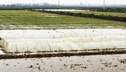 Tăng cường biện pháp bảo vệ cây trồng trước rét đậm, rét hại