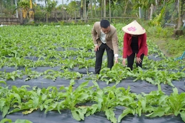 Hệ sinh thái Sâm Nữ Hoàng – Giải pháp phát triển dược liệu theo chuỗi giá trị bền vững