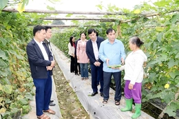 Định Tân xây dựng vùng sản xuất rau màu chuyên canh