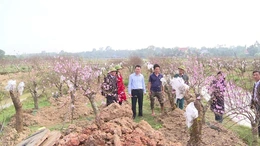 Xã Thọ Phú sẵn sàng cho hội chợ hoa đào 2026