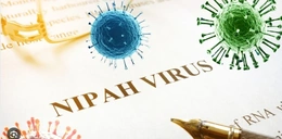 Tăng cường giám sát phòng, chống dịch bệnh do virus Nipah trên địa bàn tỉnh