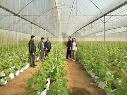 Đòn bẩy nâng tầm nông nghiệp&nbsp;xã Nguyệt Ấn