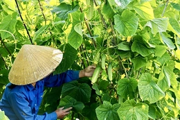 Phục tráng, phát triển&nbsp;giống dưa chuột nếp Hà Trung