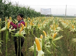 “Đòn bẩy” nâng giá trị cây trồng