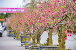 Quảng trường Lam Sơn rộn ràng chợ hoa Tết