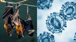 Bangladesh phát hiện virus mới khi rà soát các ca nghi nhiễm Nipah