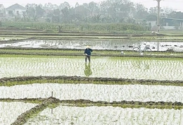 Chủ động dự báo sâu bệnh&nbsp;cho cây trồng