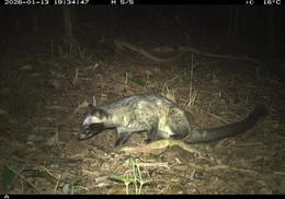 Ghi nhận 27 loài động vật hoang dã trong rừng bảo vệ di tích Văn hoá thế giới Mỹ Sơn