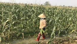 Mở rộng diện tích cây trồng liên kết&nbsp;sản xuất, bao tiêu sản phẩm vụ xuân