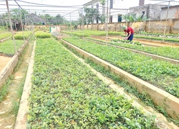 Giữ rừng phòng hộ đầu nguồn gắn với phát triển cây dược liệu