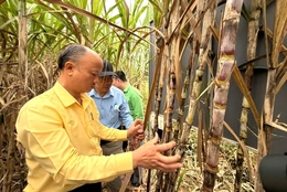 Mô hình trồng mía thâm canh tại xã Ngọc Trạo đạt hiệu quả cao