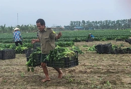 Hoa Lộc nâng cao giá trị sản phẩm OCOP