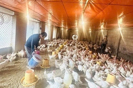 Kênh cho vay vốn hiệu quả&nbsp;phục vụ sản xuất khu vực nông thôn