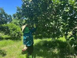 Chuyển đổi cơ cấu cây trồng&nbsp;gắn với ứng dụng công nghệ cao