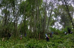 Xã biên giới Tam Lư bảo vệ rừng gắn với nâng cao hiệu quả kinh tế lâm nghiệp