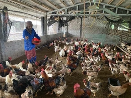 Thanh Kỳ mở hướng tăng thu nhập cho người dân